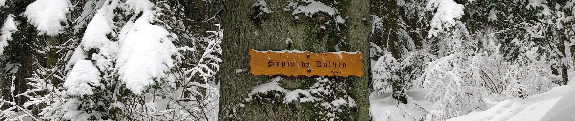 Tour Skiwanderen Mittlach - Rando Mittlach - Photo