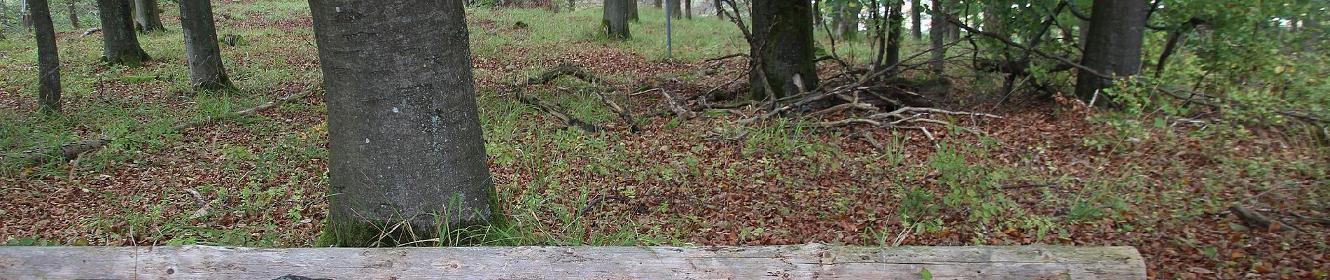 Tour Zu Fuß Gladenbach - Wanderweg E13 / Hünsteinweg - Photo