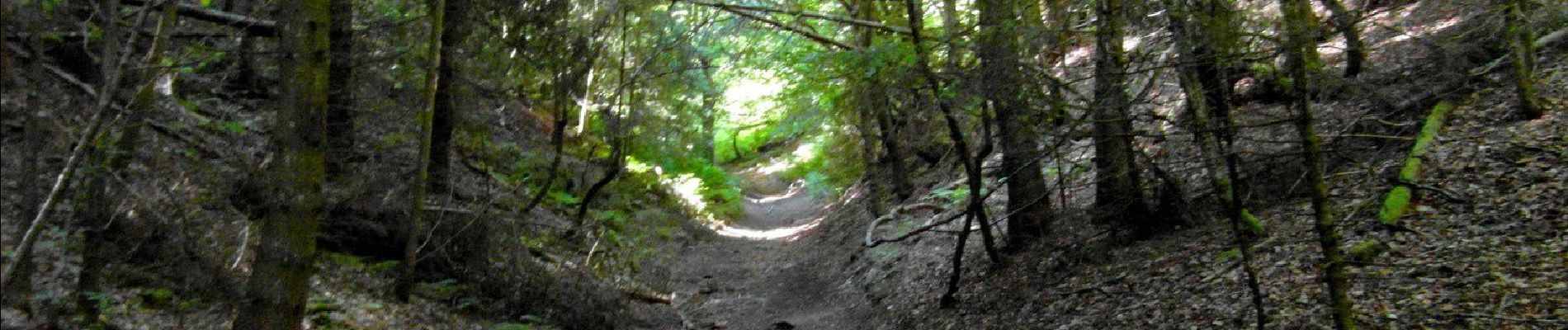 Excursión Marcha nórdica Volvic - tour du Puy Chopine (variante)  - Photo