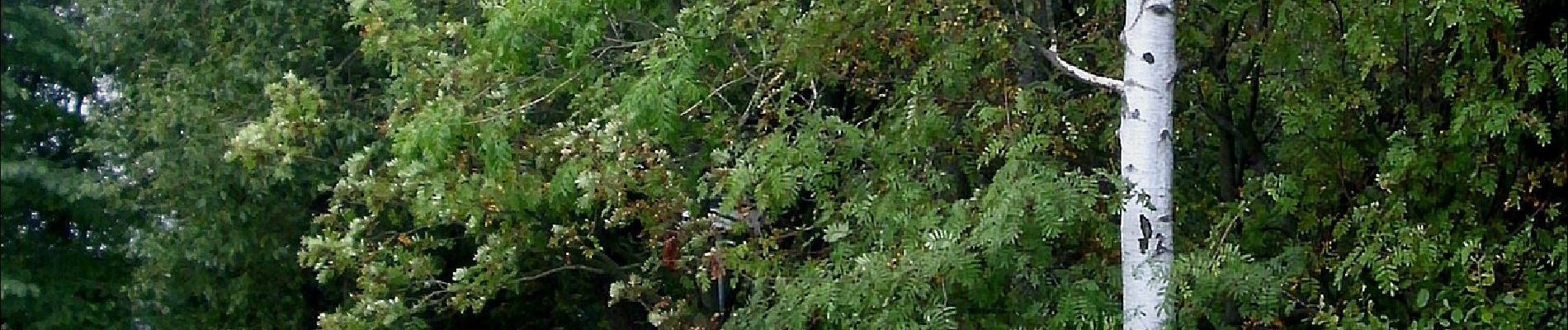 Excursión A pie Altenberg - DE-Muss noch aufgeteilt werden - Ort zu Ort - Photo