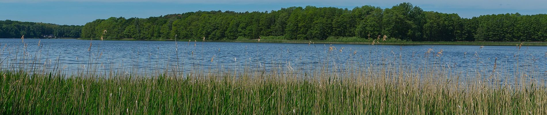 Tour Zu Fuß Schwielochsee - Wanderweg grüner Balken Groß Leuthen-Goyatz - Photo