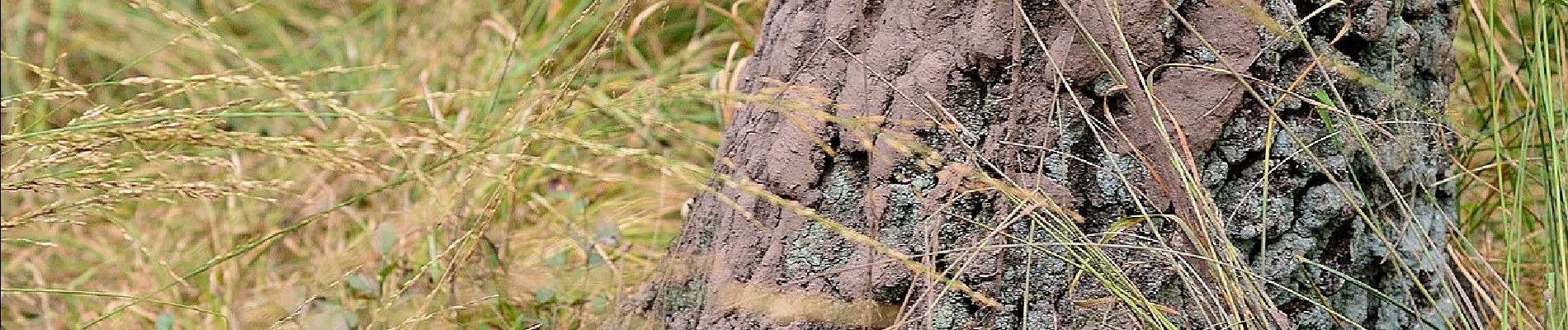 Percorso A piedi Schermbeck - Üfte Rundweg A2 - Photo