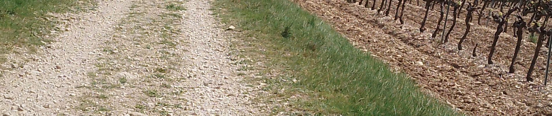 Trail Walking Vitrolles-en-Luberon - vitrolles en Lubéron. piegros depuis le village  - Photo