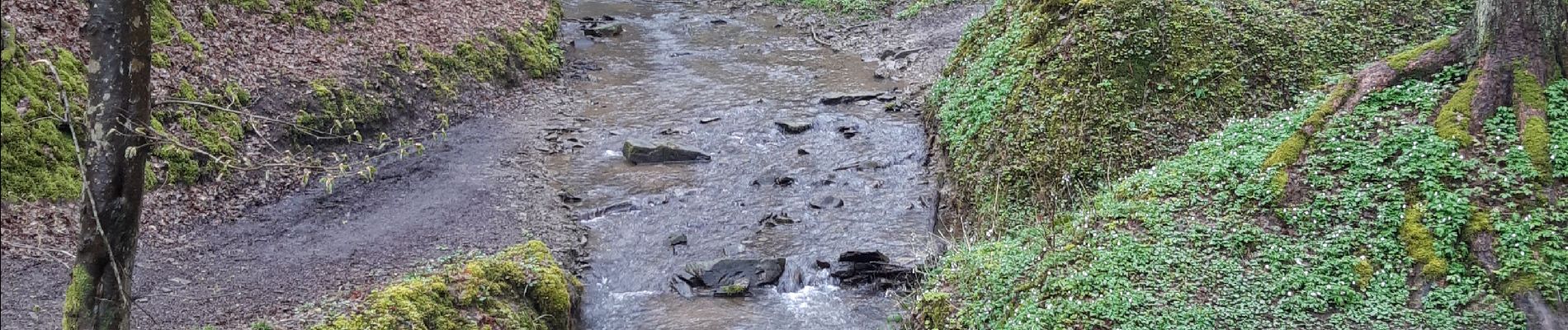 Tour Wandern Houyet - Gendron Hulsonniaux  - Photo