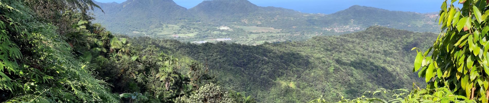 Excursión Senderismo Le Lorrain - Boucle Morne Jacob - Photo