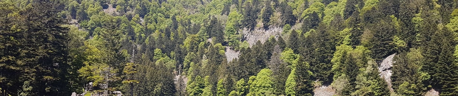 Tocht Stappen Mittlach - Lac d'Altenweiher - Photo