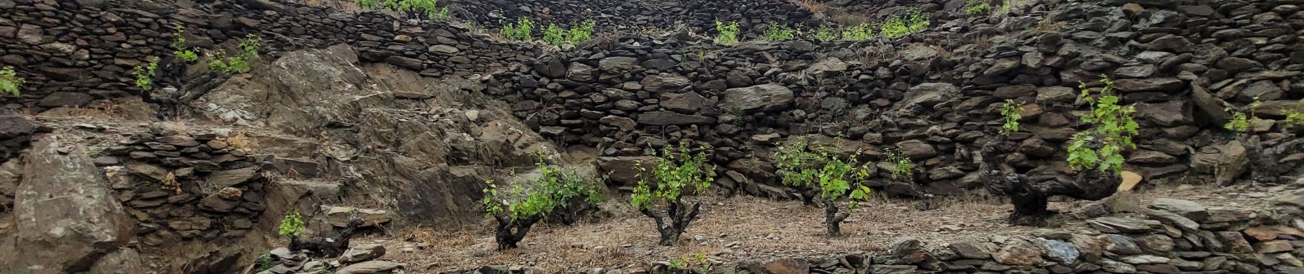 Trail Walking Collioure - stElme - Photo