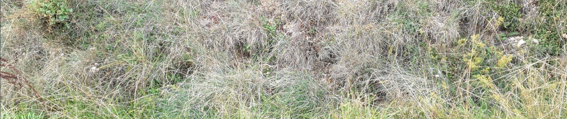 Tocht Auto Peyre en Aubrac - javols  - Photo