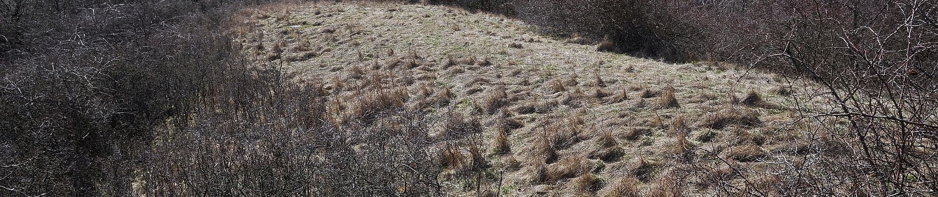 Tocht Te voet Dannenfels - Dannenfels 2: Ruine Wildenstein - Photo