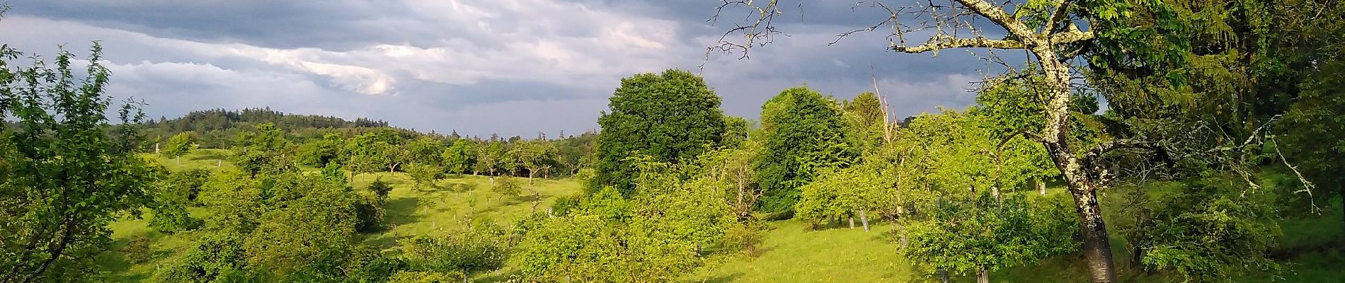 Randonnée A pied Inconnu - Ortsrundwanderweg Eberstadt 2 - Photo