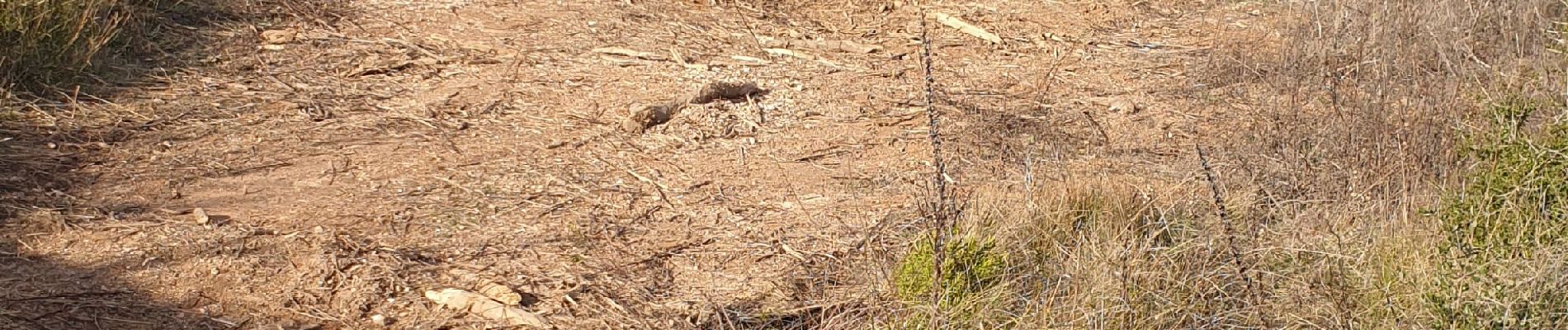 Tocht Stappen Martigues - blockaus - Photo