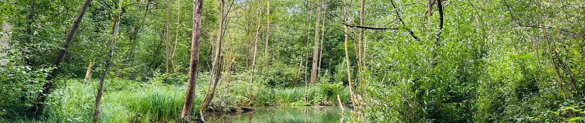 Tour Wandern Ottignies-Louvain-la-Neuve - visorando-le-fond-humide-du-bois-de-lauzelle-a-louvain-la-neuve - Photo