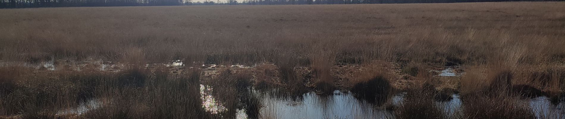 Tocht Stappen Emmen - Bargerveen - Photo