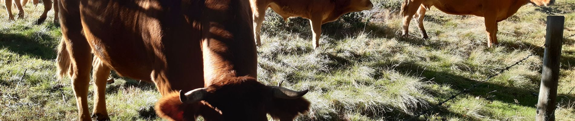 Trail Walking Orcival - guery Banne d'Ordanche - Photo