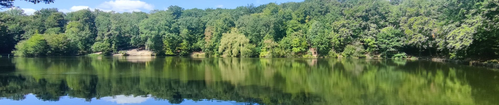 Tour Wandern Clamart - Ballade digestive autour des étangs de la forêt de Meudon  - Photo
