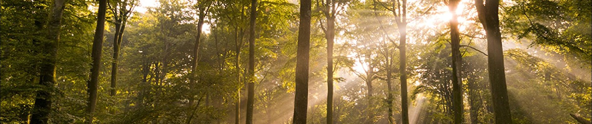 Trail Walking Forest-l'Abbaye - À la découverte d'arbres remarquables en Forêt de Crécy - Photo