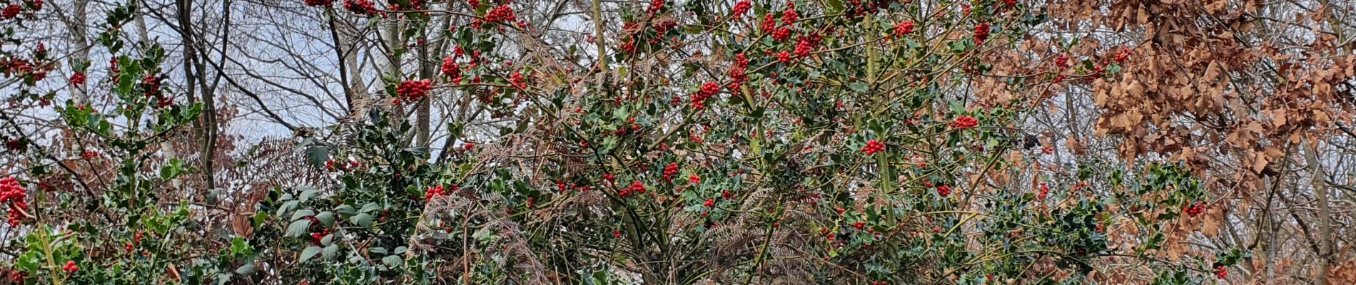 Tour Wandern Les Damps - Forêt de Bord  6,7 km - Photo