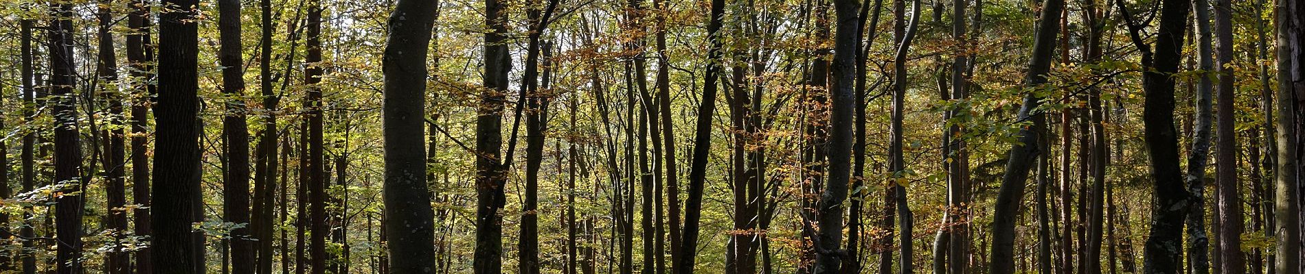 Trail On foot Unterlamm - Laufstrecke (gelb) - Photo