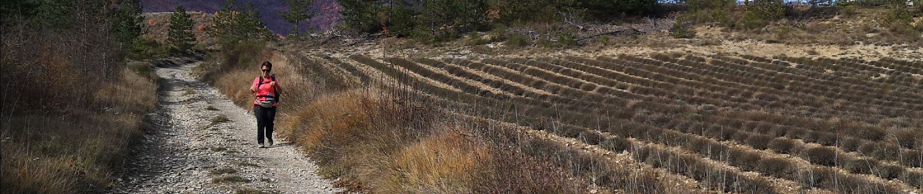 Excursión Senderismo Les Omergues - des Omergues à Montfroc - Photo