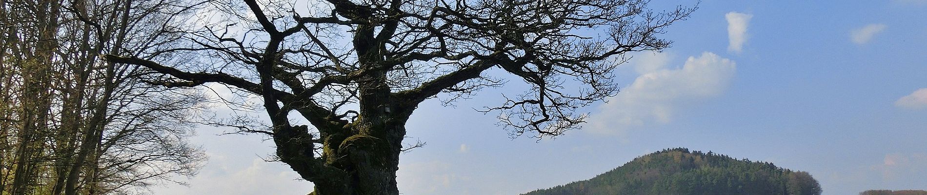 Tocht Te voet Mistelgau - Mistelgau Rundwanderweg 