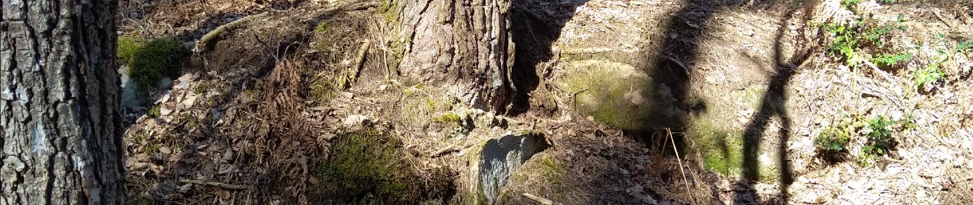 Trail Walking Fontainebleau - l'IG le mot merle - Photo