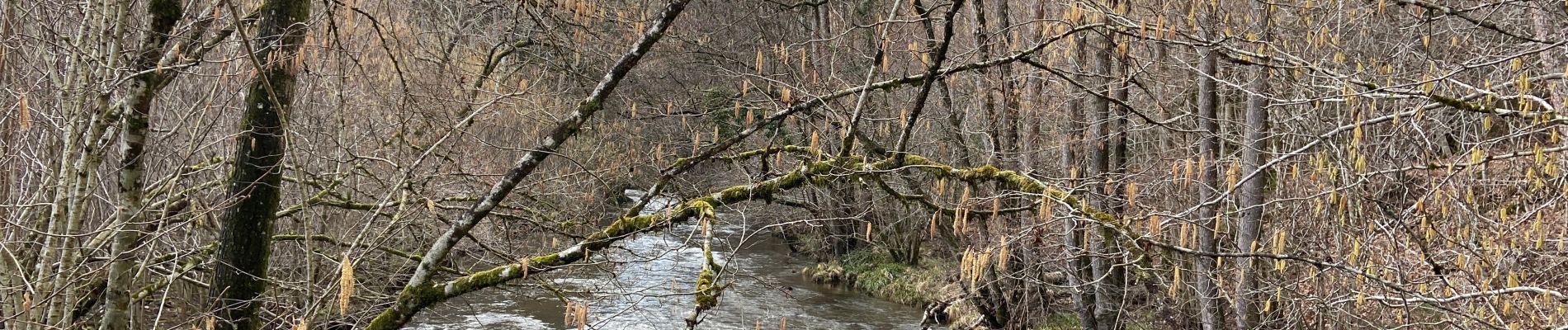 Trail Walking Couvin - Presgaux - Photo