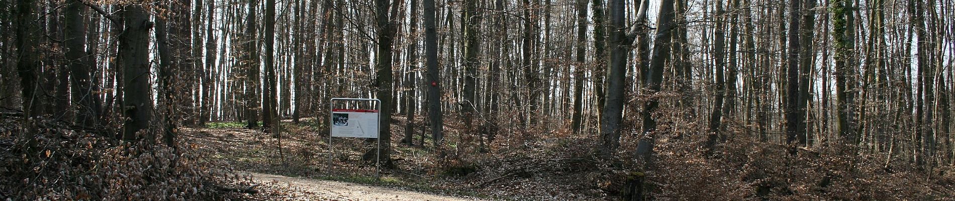 Tour Zu Fuß Nidderau - Ahorn - Photo