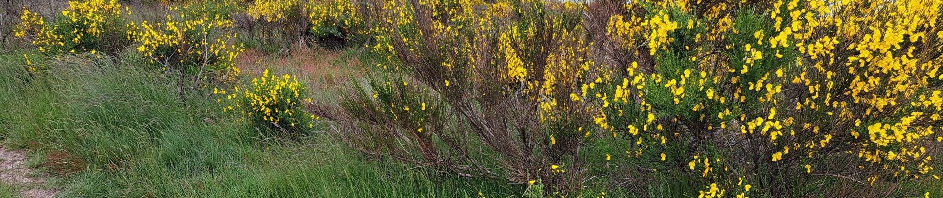 Trail Walking Rosis - Caroux - Photo