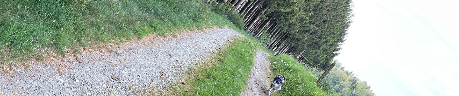 Tocht Stappen Libramont-Chevigny - Bois - Photo