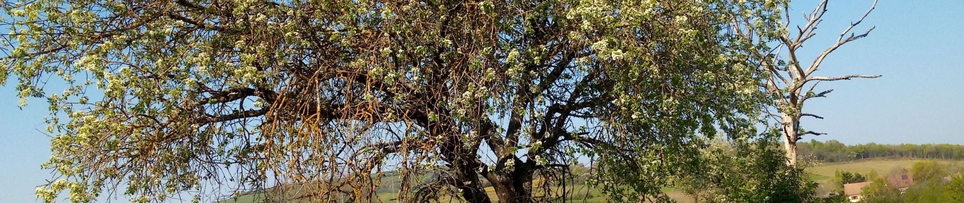 Tour Wandern Bissey-sous-Cruchaud - idem . - Photo