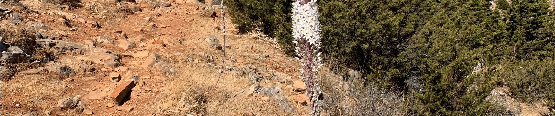 Trail Walking Καμάρες - Kamares 2 - Photo