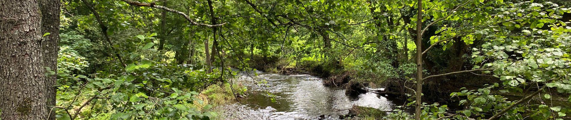 Trail Walking Saint Vith - Lommersweiler  variante chouette  - Photo