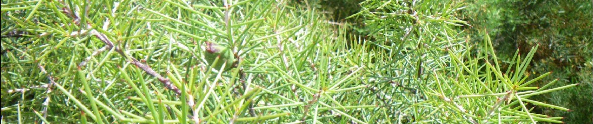 Randonnée A pied Arga (Baixo, Cima e São João) - Trilho da Chã da Franqueira - Photo