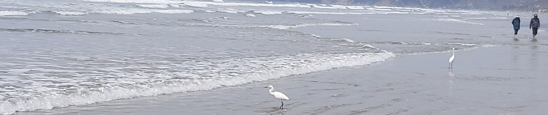 Randonnée Marche Parroquia Manglaralto - San José - Olón por la playa - Photo