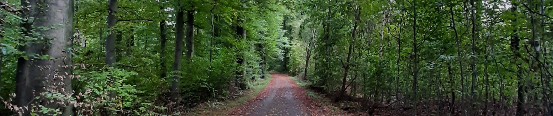 Tocht Stappen Hoeilaart - fForest de Soignes  tumulu - Photo