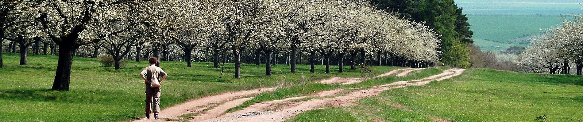 Percorso A piedi Kelbra (Kyffhäuser) - Königspfalz Tilleda -Udersleben - Photo