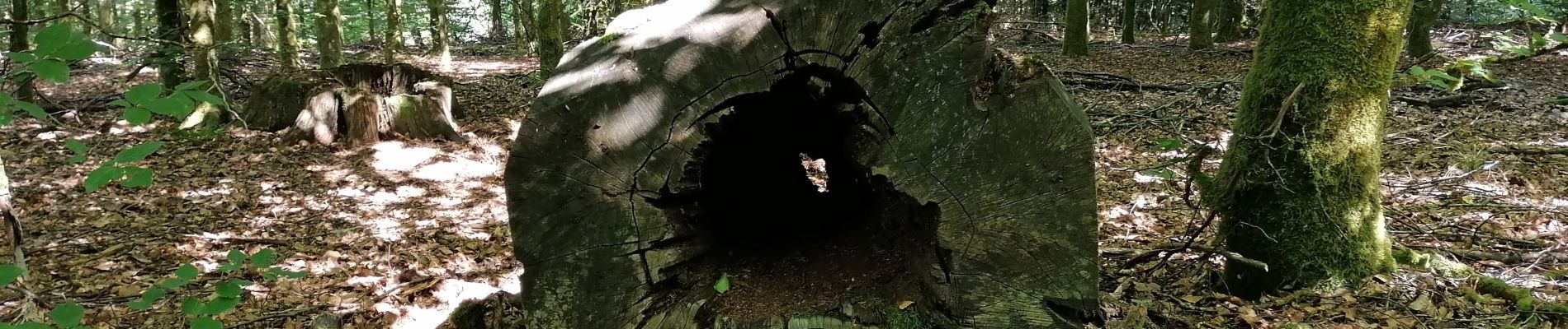 Tour Wandern Martelingen - Le Bois de la Nasse - Photo