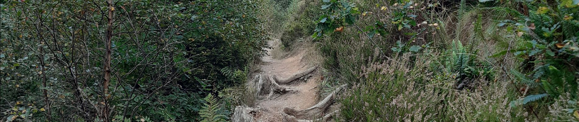 Tocht Stappen Malmedy - Longfaye . Sourbrodt . Ovifat . Cheneux . Longfaye - Photo