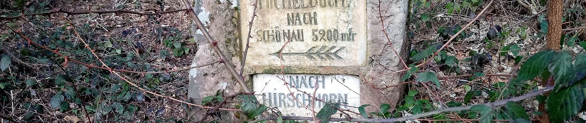 Tocht Te voet Neckarsteinach - Rundwanderweg Neckarsteinach 2: Lanzenbach-Weg - Photo