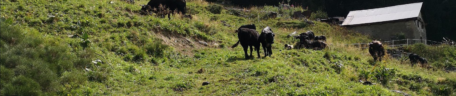 Tocht Noords wandelen Arbaz - Dorbon - Photo