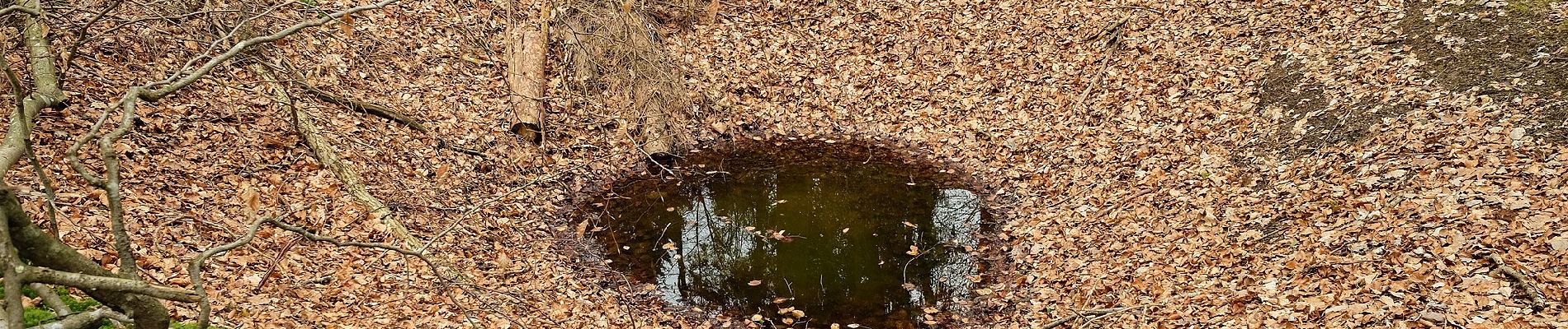 Tour Zu Fuß Markdorf - Wanderwege Markdorf: Froschweg - Photo