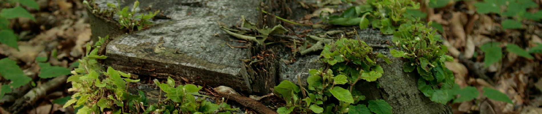 Percorso A piedi Selm - Netteberge Rundweg A2 - Photo