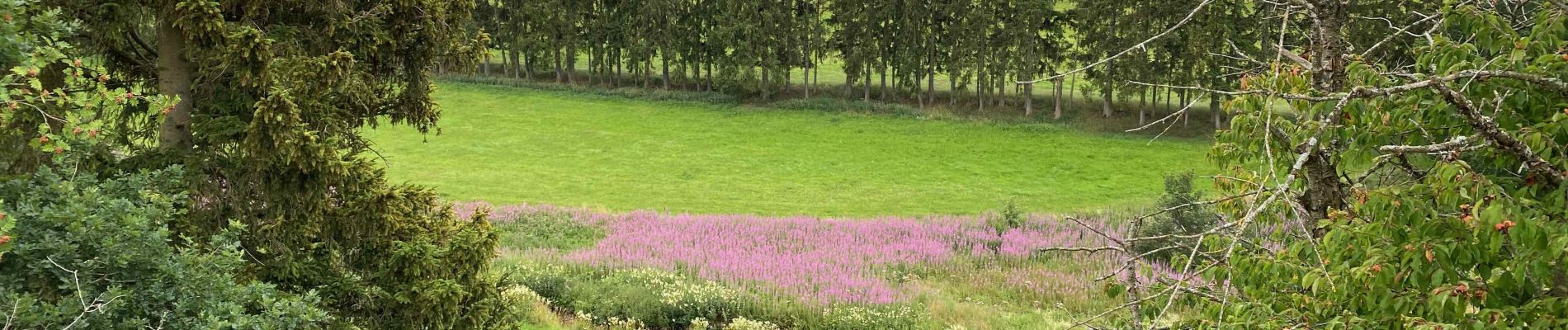 Randonnée Marche Wincrange - Escapardenne Eisleck Trail: Moulin d'Asselborn - Houffalize - Photo