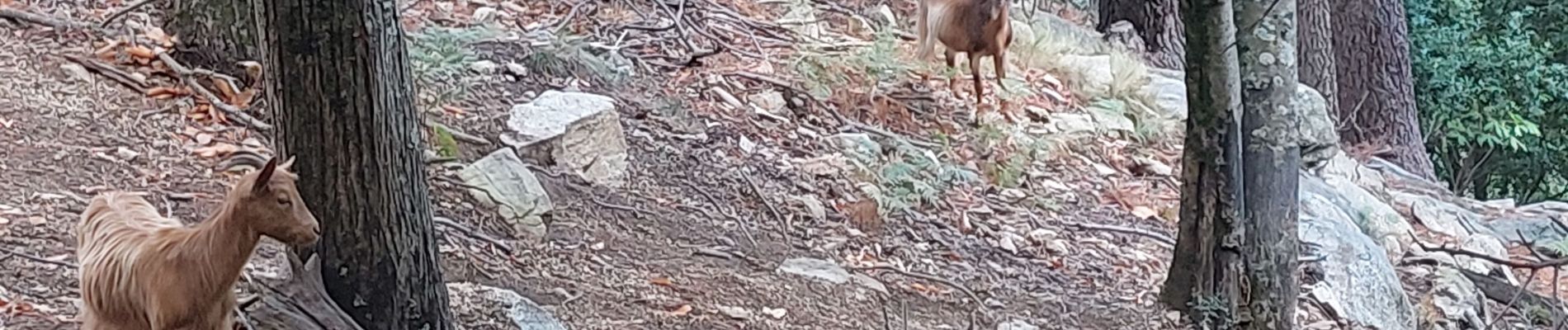 Randonnée Marche Quenza - rando Corse dans Bavella - Photo