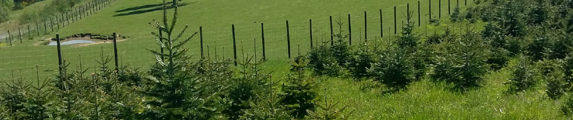 Tour Wandern Bouillon - Rochehaut - Frahan - Poupehan - les échelles - Rochehaut  - Photo