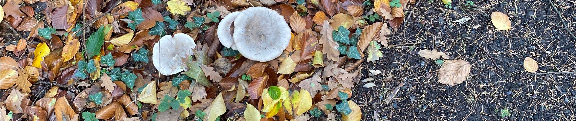 Randonnée Marche Gerpinnes - Plaisir d’automne  - Photo