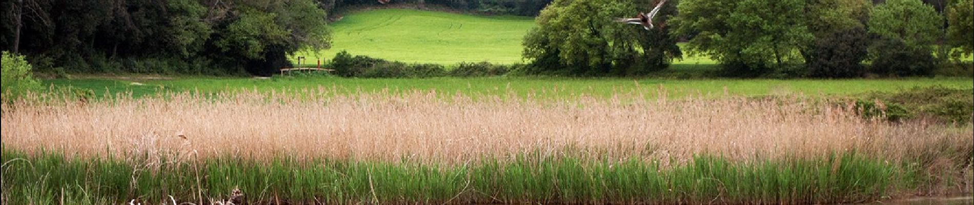 Trail On foot Banyoles - Volta a l'Estany - Photo