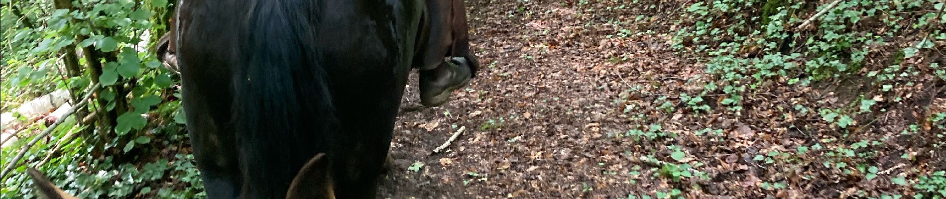 Tour Reiten Charency-Vezin - 2ème jour chez Juliette  - Photo