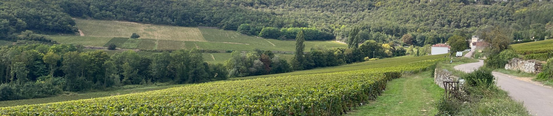 Trail Road bike Santenay - Boucle Santenay dans les vignes - Photo