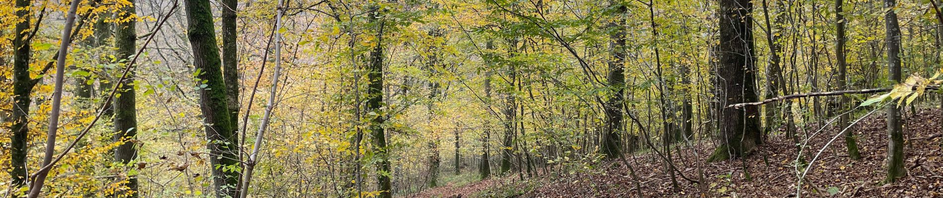 Trail Walking Florennes - Balade Morville - Photo